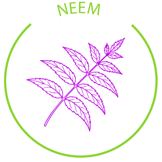 The Power of Neem Leaves in Skincare: Macali’s Natural Path to Clear, Balanced Skin